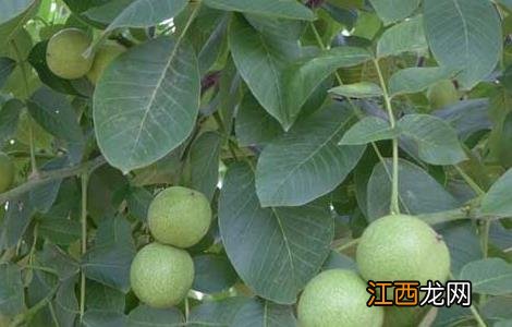 什么是野核桃 野核桃是不是核桃