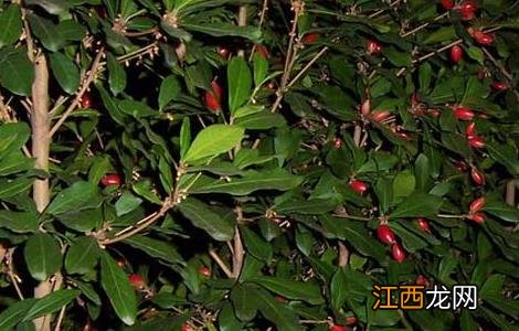 神秘果为什么不结果 神秘果为什么不结果?