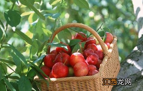 李子树苗培育技术与管理 李子树苗培育技术