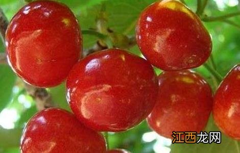 车厘子的品种有哪些? 车厘子的品种有哪些