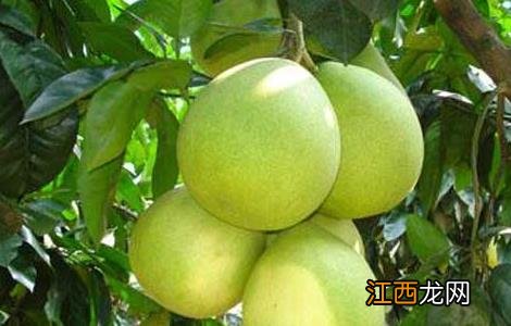 柚子种植气候条件 柚子种植环境条件