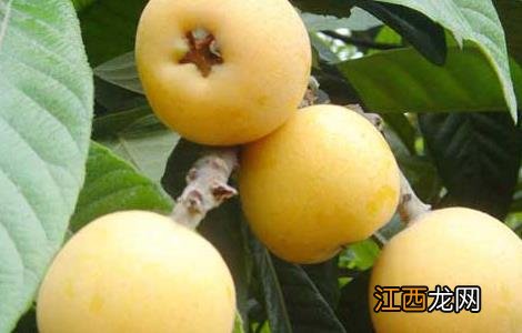 枇杷种植条件有那些要求 枇杷种植条件有那些