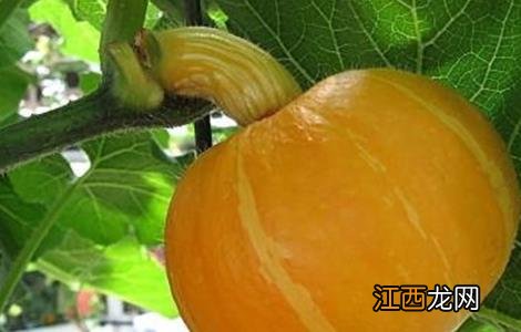 南瓜肥水管理要点和措施 南瓜肥水管理要点