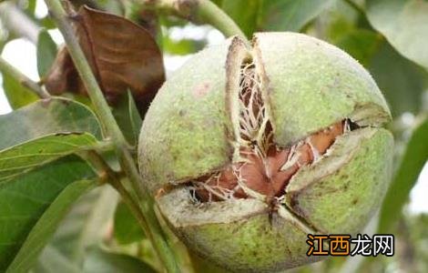 核桃种植的前景怎么样 核桃种植的前景怎么样呢