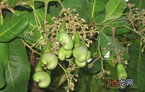 腰果种植技术 腰果种植技术视频