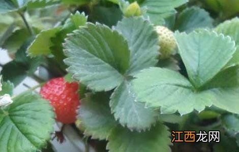 阳台草莓如何种植方法 阳台草莓如何种植