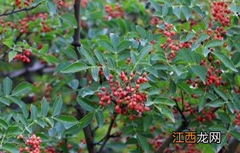 花椒培育方法 花椒科学培育技巧