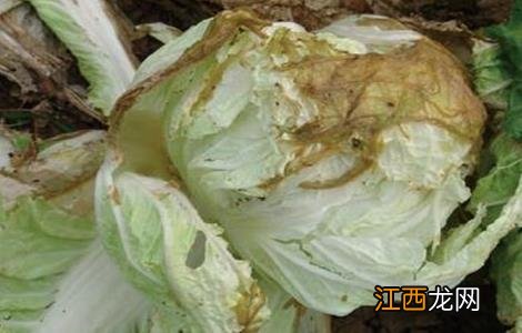 白菜腐烂的原因 白菜腐烂的原因图片