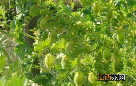 鹰嘴豆的栽培技术与管理 鹰嘴豆的栽培技术