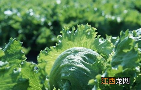 春季种植蔬菜注意事项 春季种植蔬菜注意事项