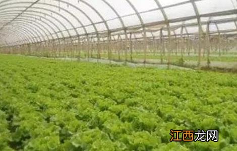 种植生菜如何科学施肥 生菜科学施肥技术