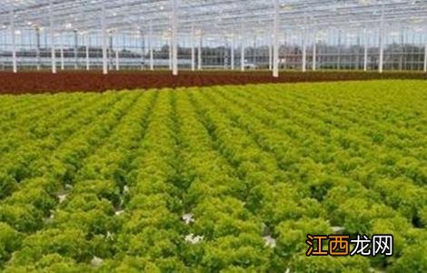 种植生菜如何科学施肥 生菜科学施肥技术