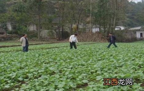 油菜春季施肥技术视频 油菜春季施肥技术