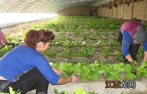 早春蔬菜定植管理要点 蔬菜定植的技术要点