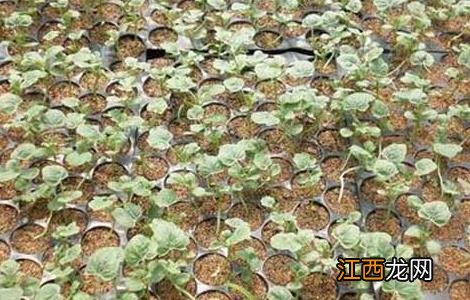 冬季西瓜种植育苗技术 冬季西瓜种植育苗技术视频