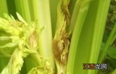 大棚芹菜常见施肥误区有哪些 大棚芹菜常见施肥误区