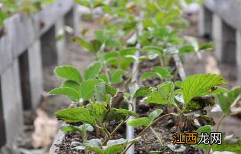 草莓花期如何管理 草莓花果期的管理