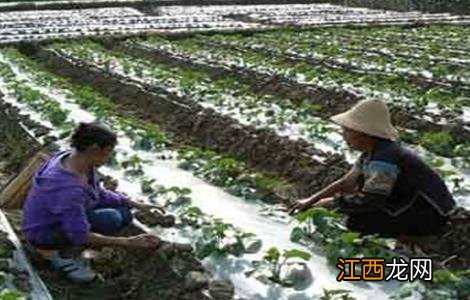 蔬菜低温防冻技术 冬季蔬菜如何防冻