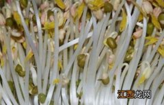 种植豆芽需要什么条件 豆芽种植注意事项