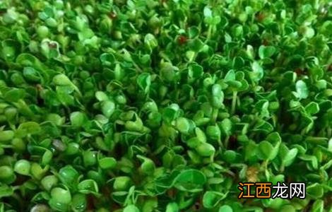 种植豆芽需要什么条件 豆芽种植注意事项