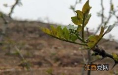 花椒冻害成因及预防措施 花椒冻害原因种类分析