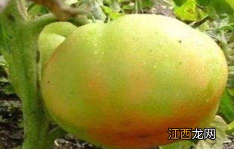 番茄有花果是咋回事 番茄花脸果发生的原因