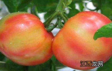 番茄有花果是咋回事 番茄花脸果发生的原因