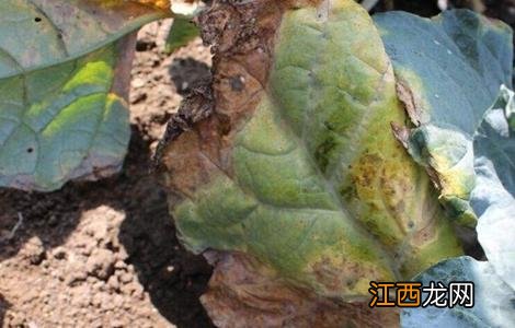 西兰花黑腐病的防治措施图片 西兰花黑腐病的防治措施