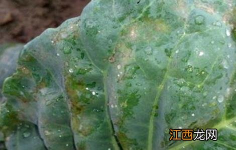 芥蓝霜霉病的防治措施 芥蓝霜霉病的防治措施是什么