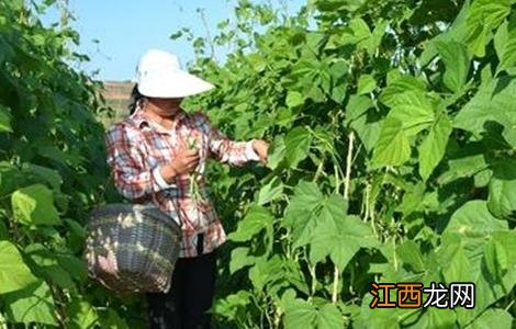 豆角采收期落叶原因及防治方法 豆角采收期落叶原因及防治方法是什么