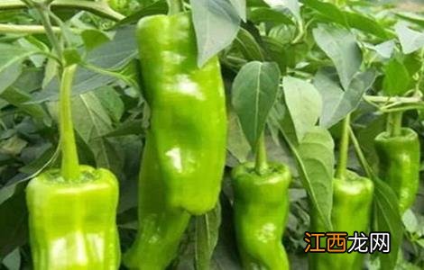 辣椒空心是什么原因 辣椒空心原因及应对措施