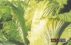 大白菜怎样防止低温冻害 大白菜受冻害的温度