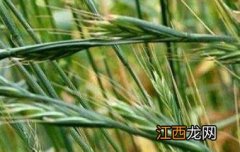 野燕麦的功效是什么 野燕麦的药用价值