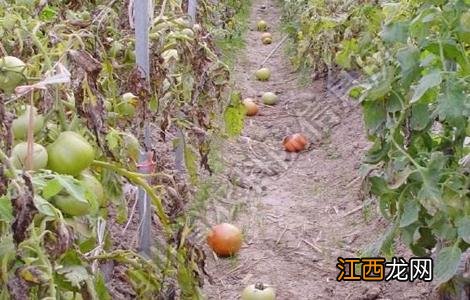 温室番茄落花落果预防措施 日光温室番茄落花落果的原因及对策