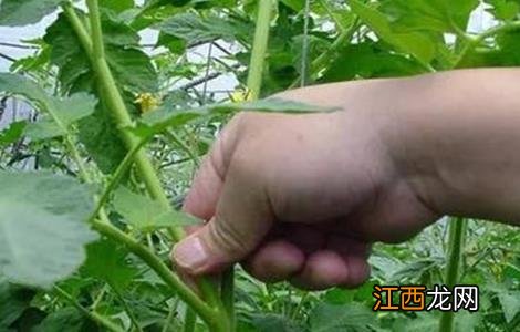 番茄为什么要除侧枝 番茄疏除侧枝注意事项