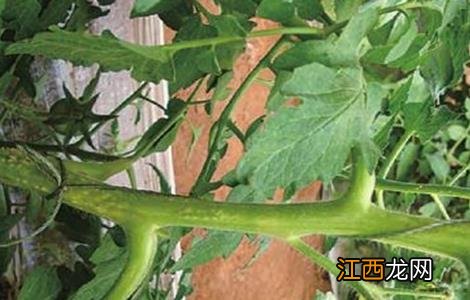 番茄为什么要除侧枝 番茄疏除侧枝注意事项