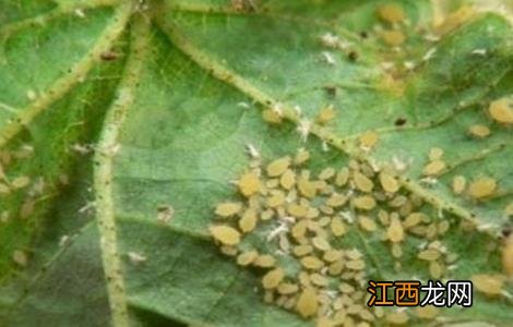 蔬菜蚜虫无公害防治技术 蔬菜蚜虫无公害防治技术规范