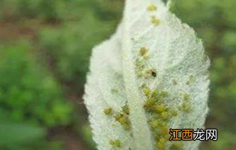 蔬菜蚜虫无公害防治技术 蔬菜蚜虫无公害防治技术规范