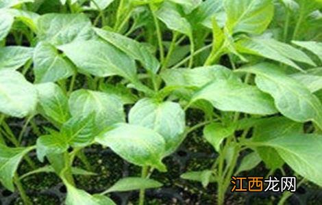 辣椒高脚苗的原因 辣椒高脚苗原因及解决方法