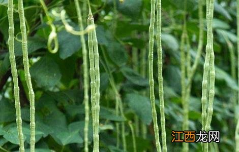 豆角歇伏防治措施有哪些 豆角歇伏防治措施