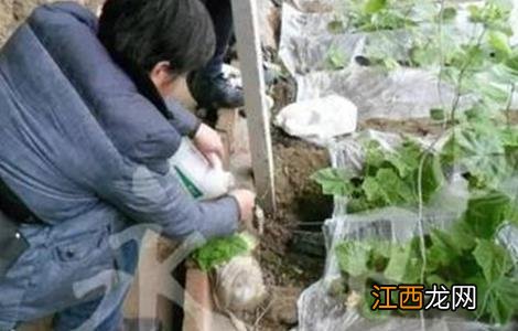 冬季蔬菜药剂灌根方法和注意事项图片 冬季蔬菜药剂灌根方法和注意事项