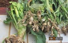 油菜根肿病的防治方法 油菜根肿病的防治方法视频