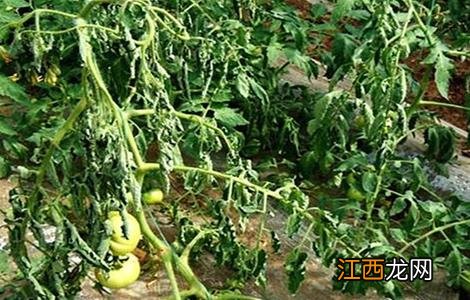 大棚蔬菜烂根的防治 大棚蔬菜死棵如何防治