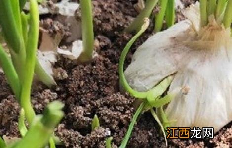 大蒜出苗慢是什么原因 大蒜出苗慢怎么办