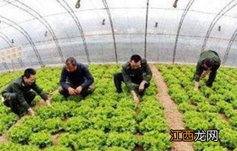 反季节蔬菜施肥要点 种植反季节蔬菜的条件