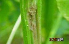 芹菜 粗纤维 芹菜叶柄粗纤维增多原因及防止措施