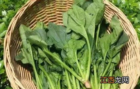 菠菜水肥管理要点 菠菜的施肥与管理