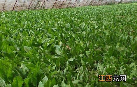 菠菜水肥管理要点 菠菜的施肥与管理