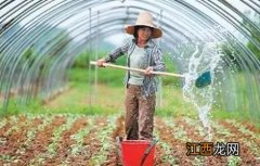 大棚蔬菜氨气中毒的预防措施 大棚蔬菜氨气中毒的预防措施是什么