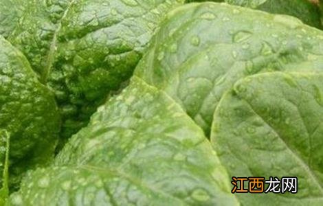 大棚蔬菜氨气中毒的预防措施 大棚蔬菜氨气中毒的预防措施是什么